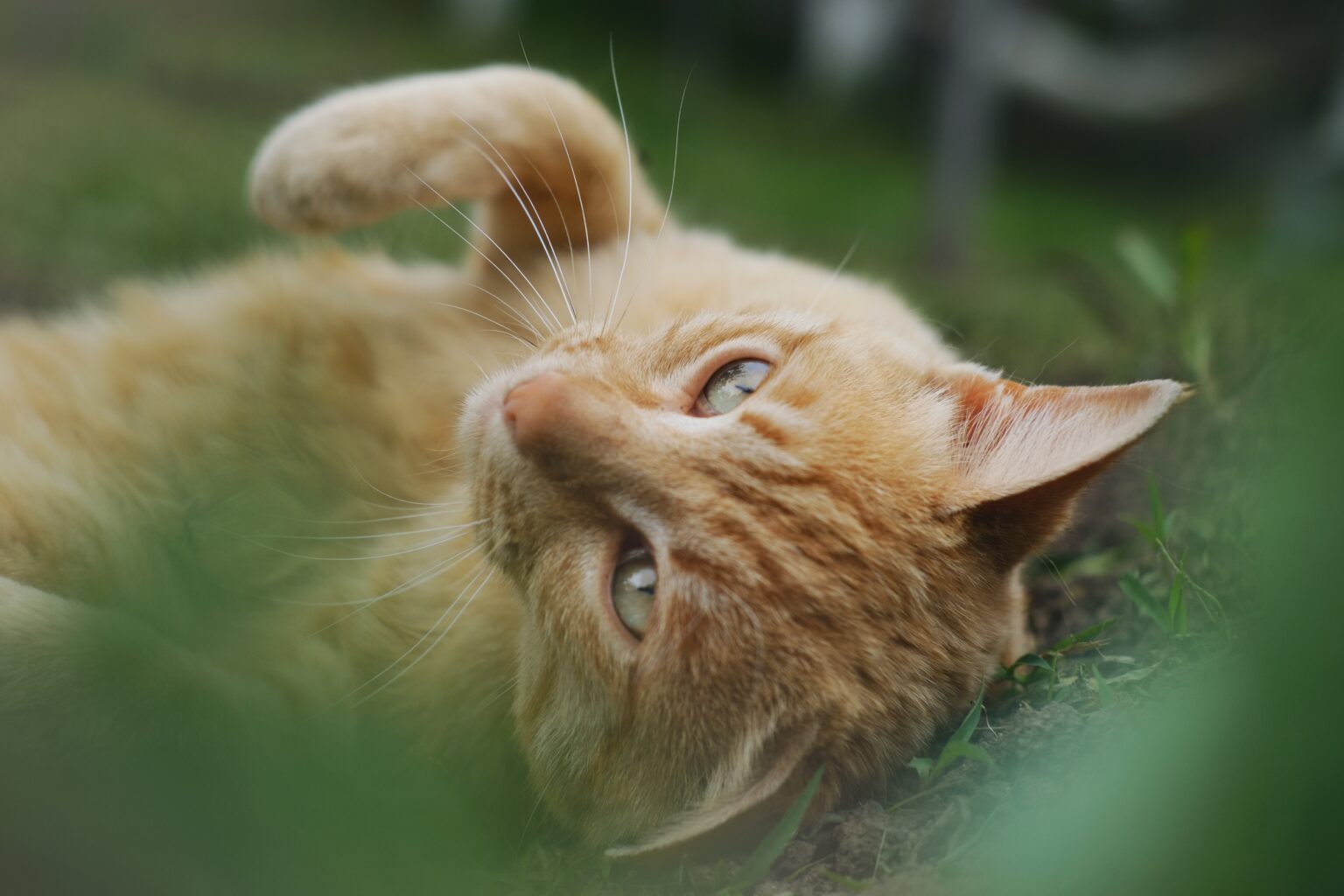 A closeup shot of a brown cat laying on the grass