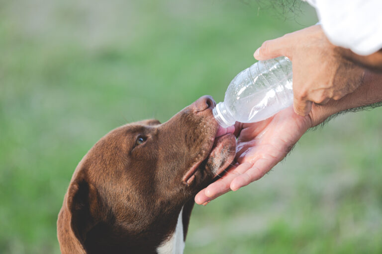 The owner gave dogs the water from bottle to drink