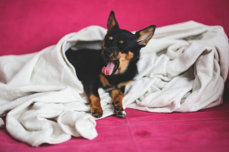 adorable-dog-yawning