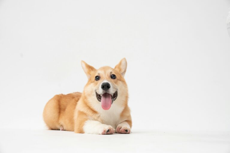 fatty-corgi-1QsQRkxnU6I-unsplash