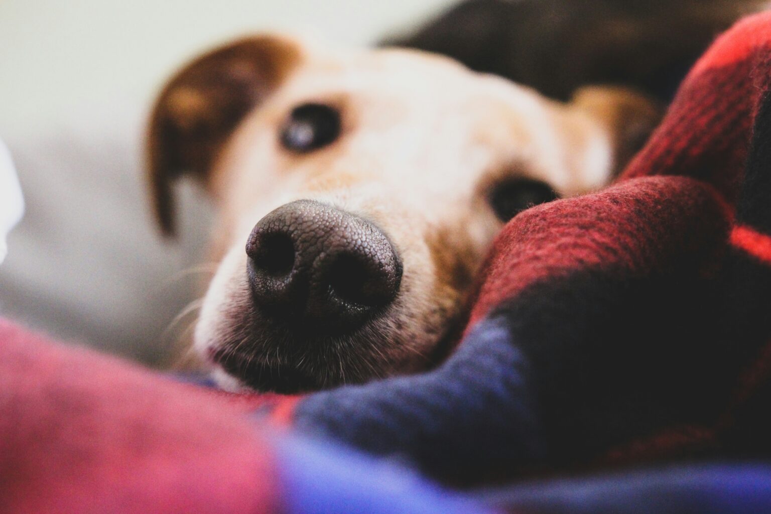 什麼是狗瘟？犬瘟熱症狀＆存活率｜治療方法與預防對策一次看