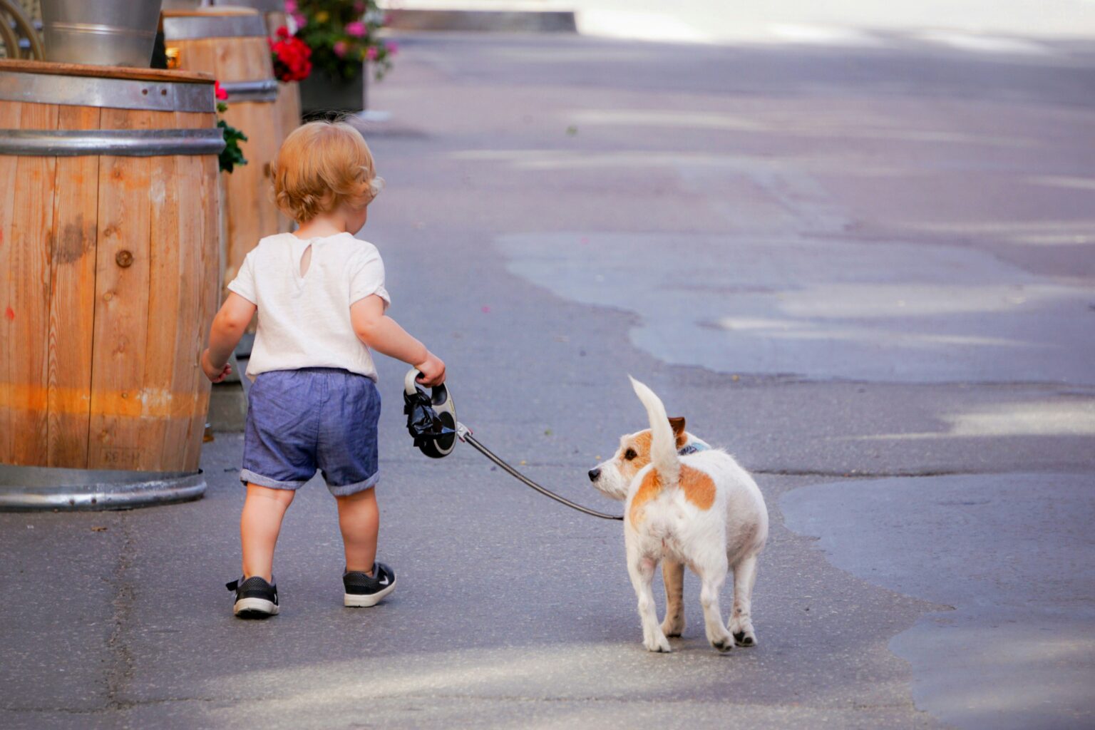 5種適合居家的小型犬品種＆智商排名總整理｜新手養狗推薦