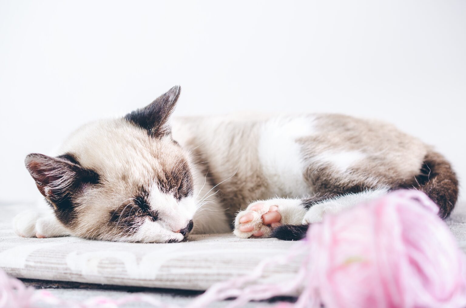 A closeup shot of a cute brown and white cat sleeping near the pink ball of wool