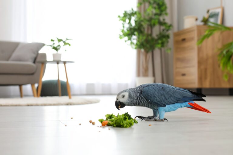 Firefly_parrot eating vegetable at home 957083
