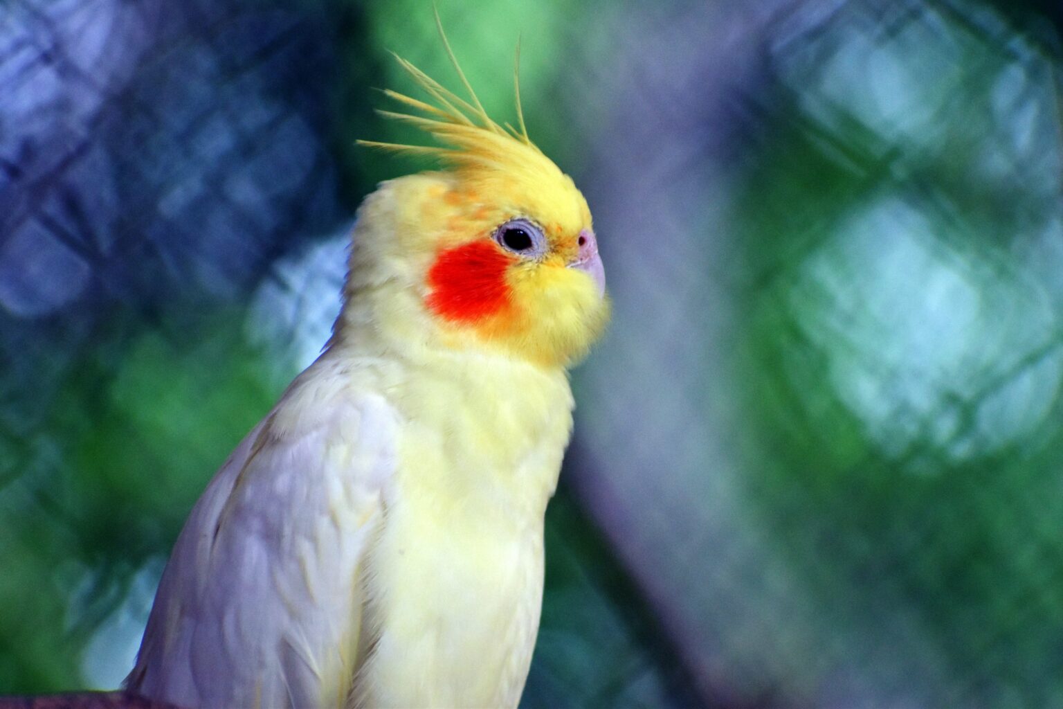 新手必看!玄鳳鸚鵡怎麼養?幼鳥餵食、飼料、鳥籠佈置一次掌握