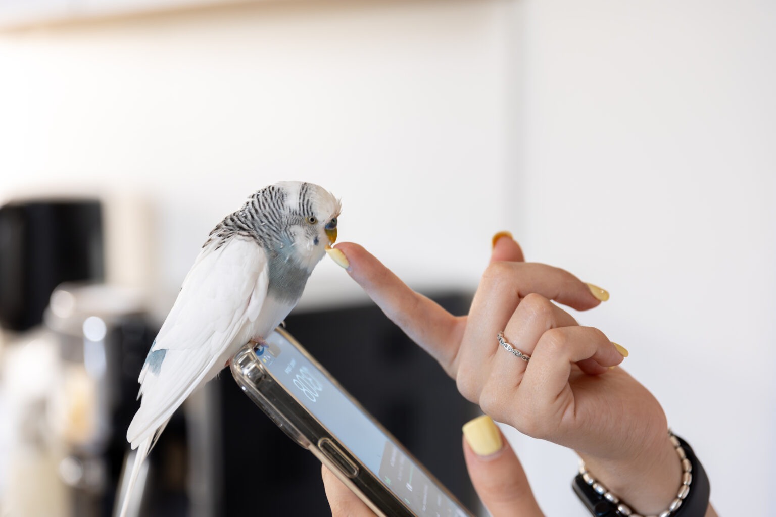 Blue and white budgerigar. Pets concept and domestic birds. High quality photo