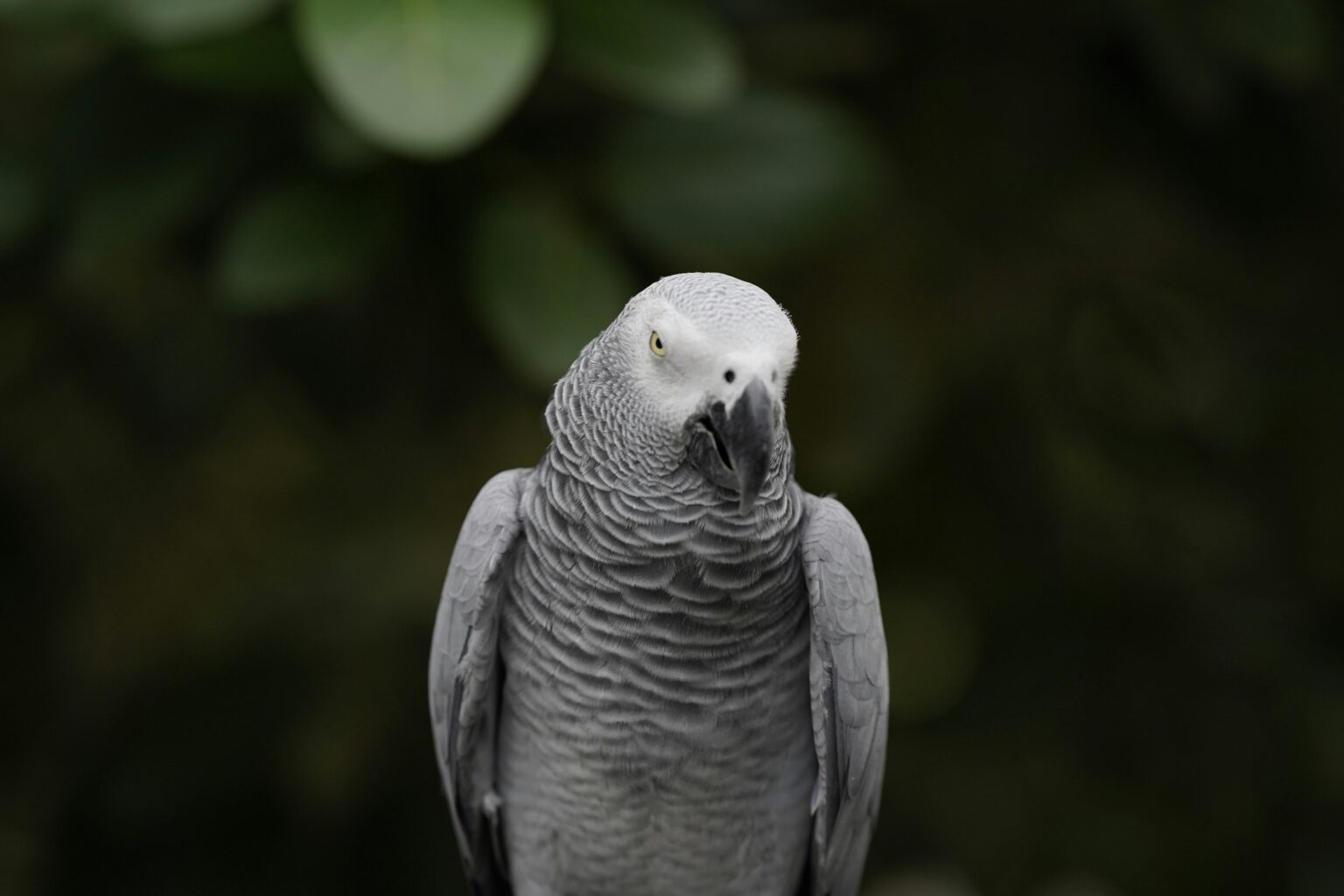 非洲灰鸚鵡飼養懶人包:價格、壽命、智商與飼養技巧你知道嗎?