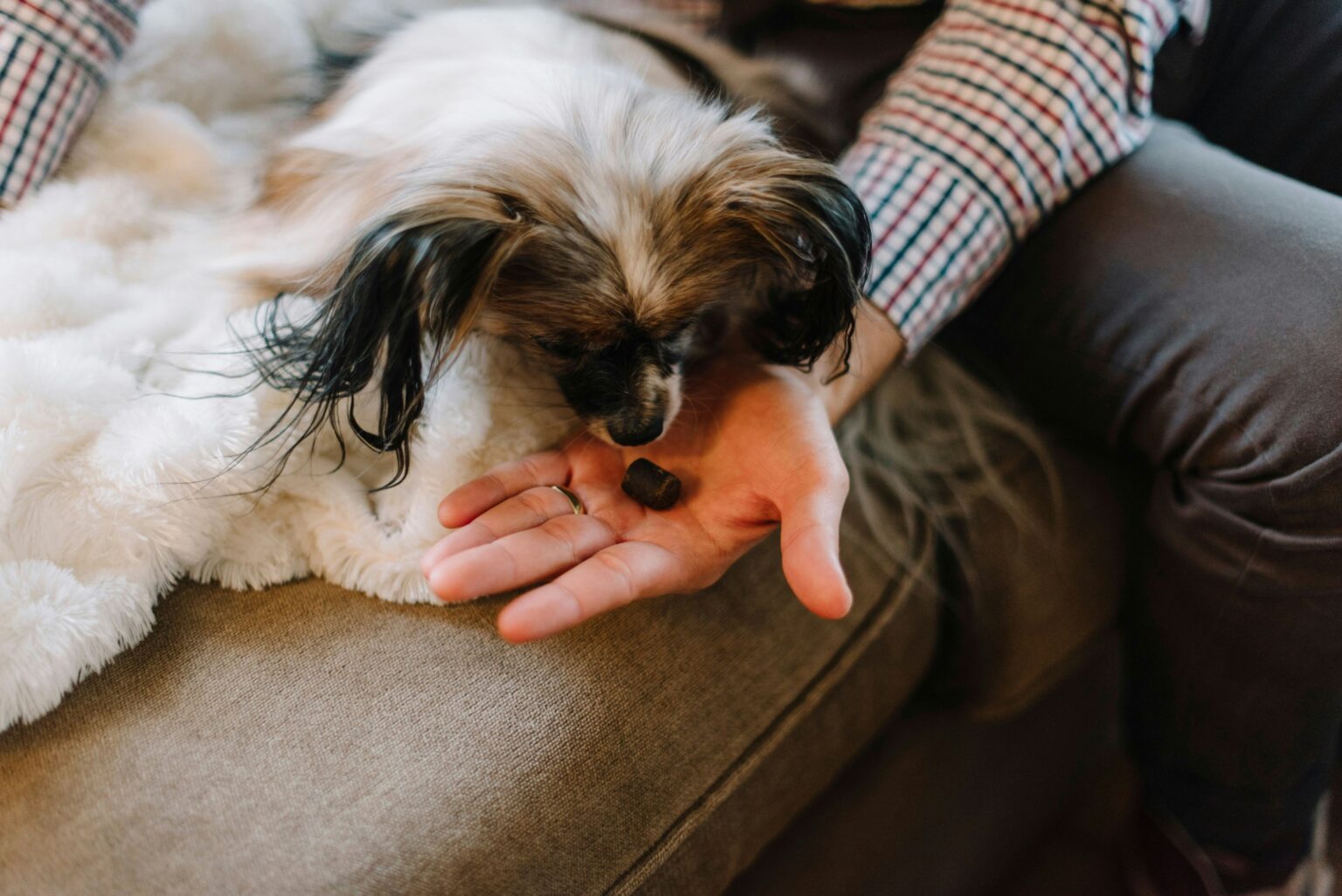 為什麼我家的狗狗不吃飼料？一文教你解決狗狗挑食的問題