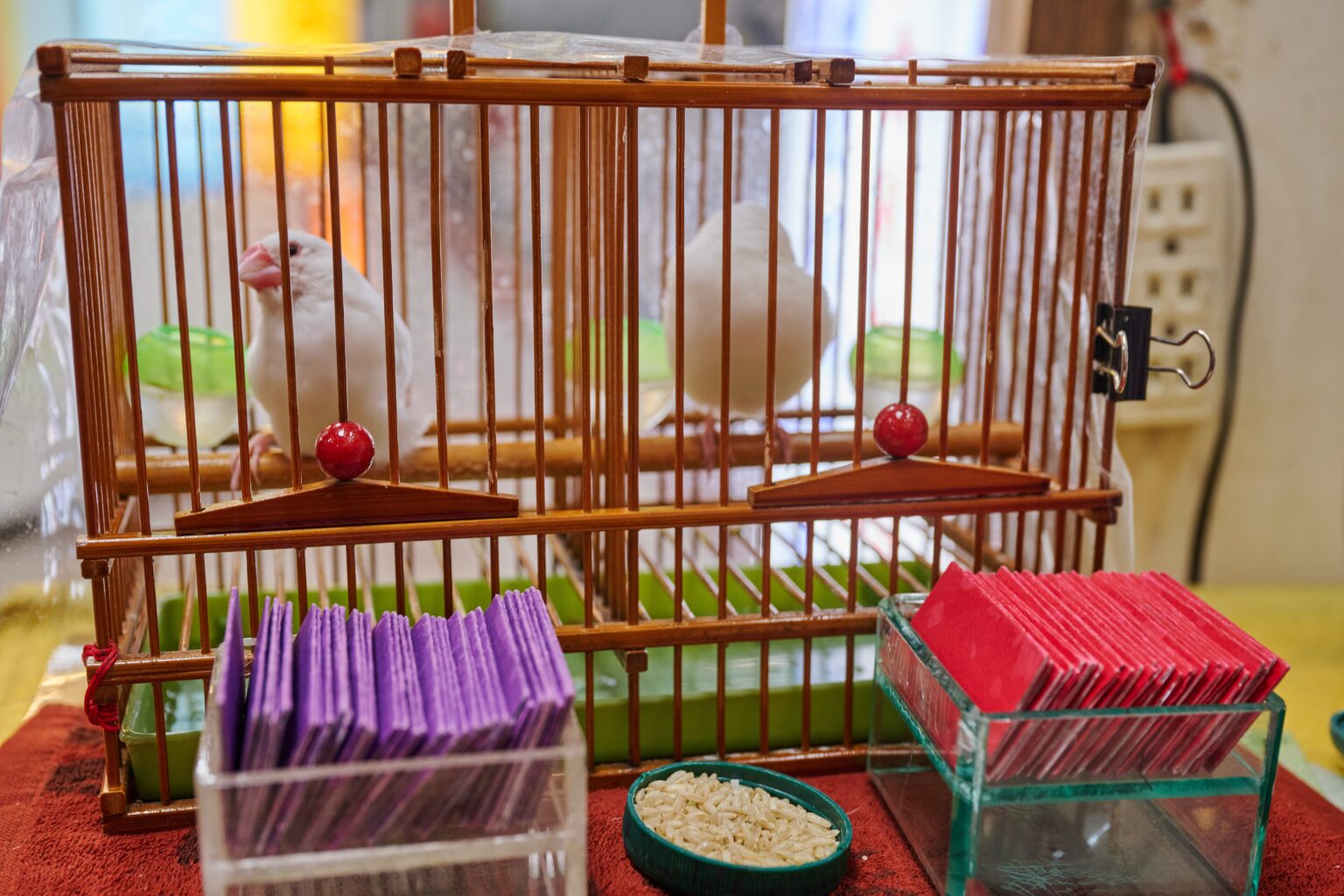 鳥卦是什麼？白文鳥靈籤真的準嗎？揭開鳥卦的原理與神秘面紗