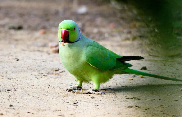 amit-talwar-W7qSnOY1hpQ-unsplash