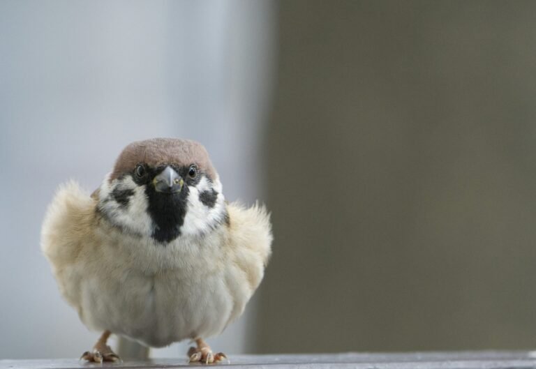 nagara-oyodo-ymjSLwJTSMM-unsplash