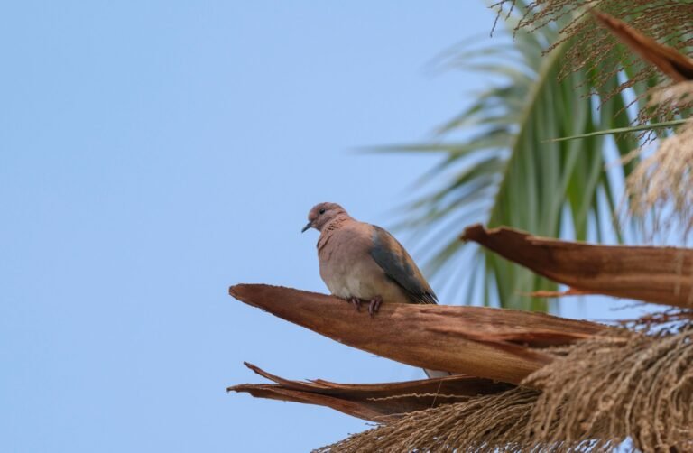 pexels-enginakyurt-32615686