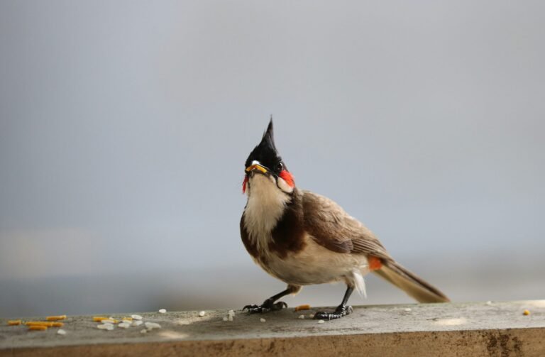 sanketh-sridhar-pPI4WPbpRzA-unsplash