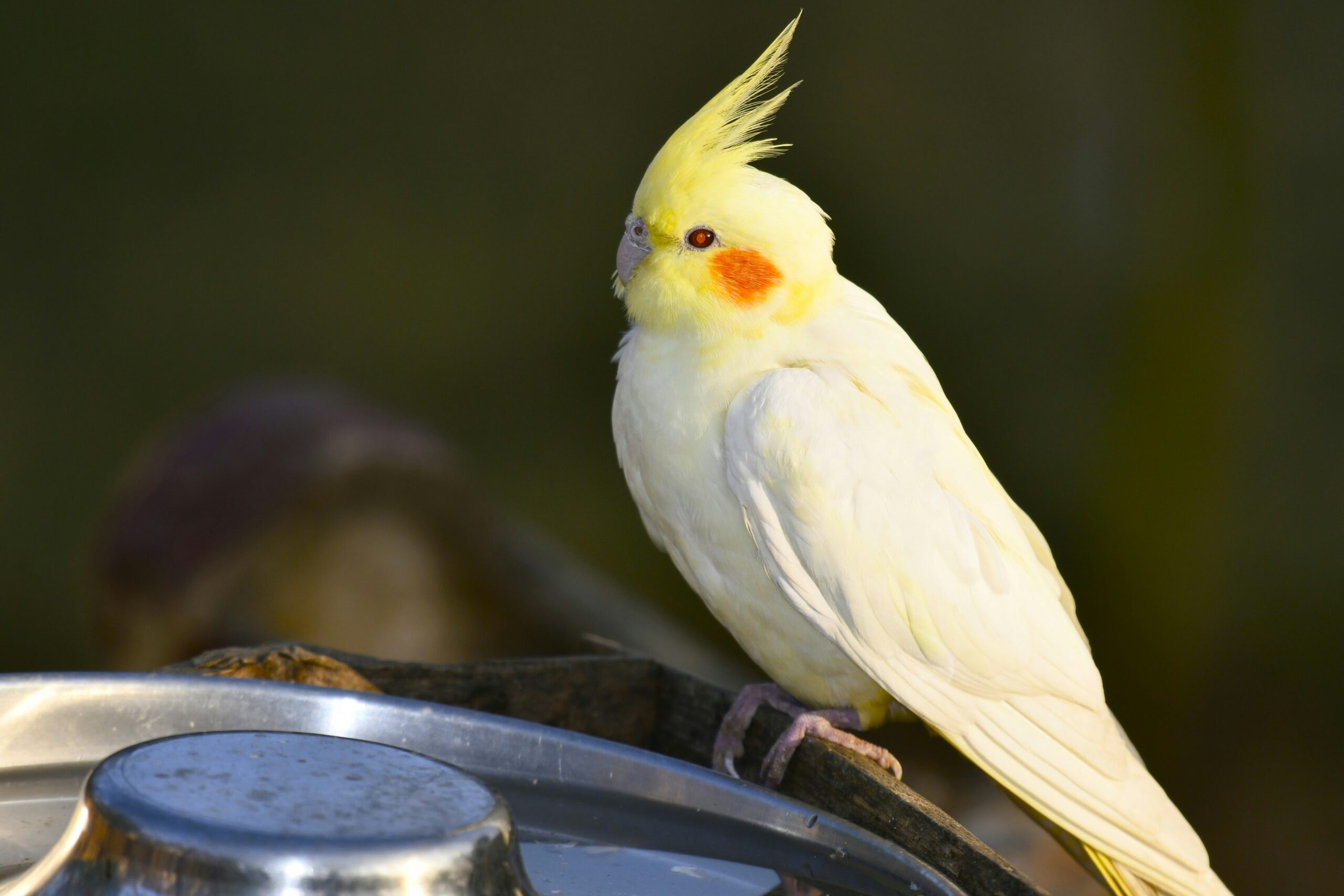 shiv-singh-FkBvB9q9mHY-unsplash