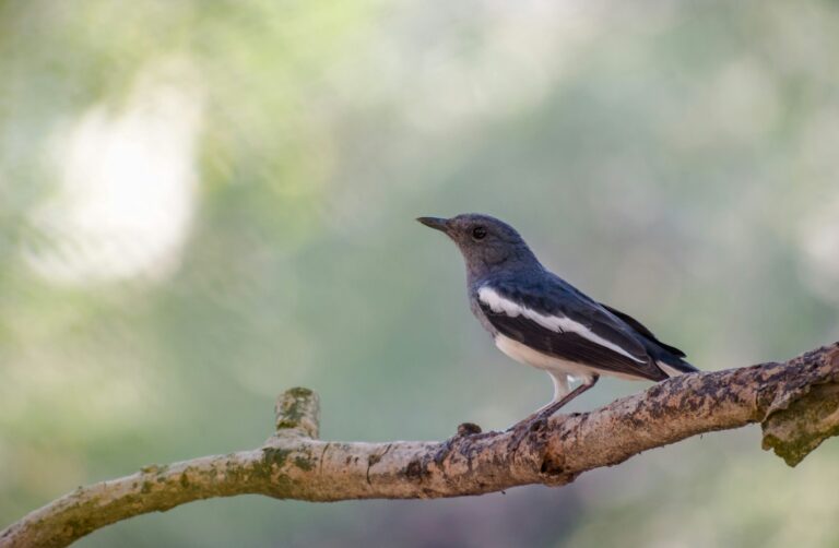 sonika-agarwal-B-WObxWGPVk-unsplash