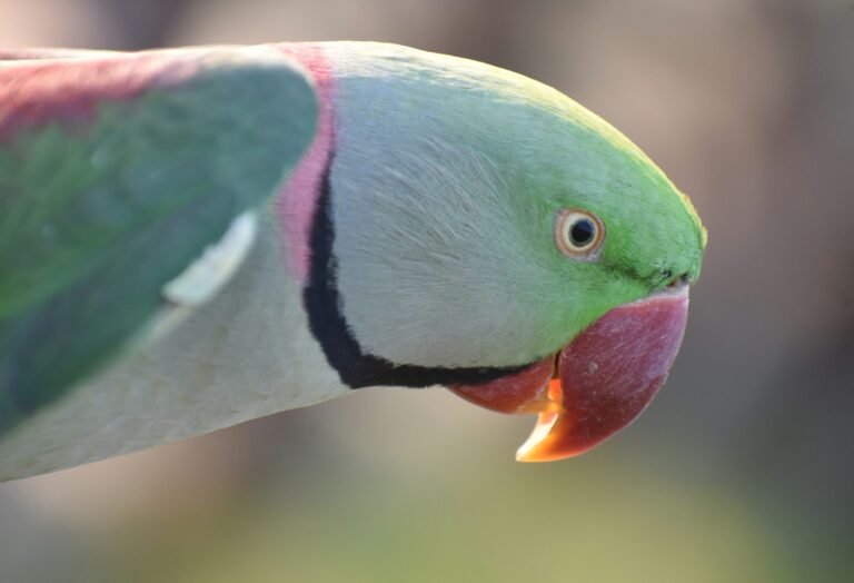 sumeet-mishra-ry4Z4X58oEs-unsplash