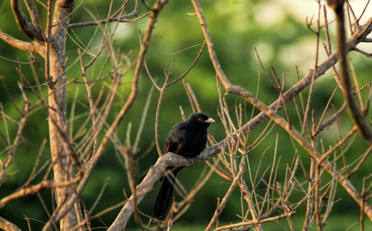 viswaprem-anbarasapandian-XMGriNezl7c-unsplash