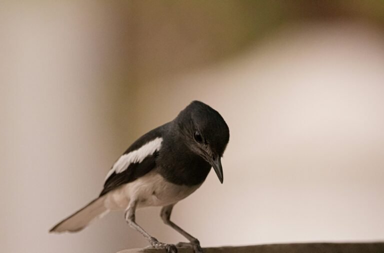 vivek-doshi-WrzUFqEVOls-unsplash