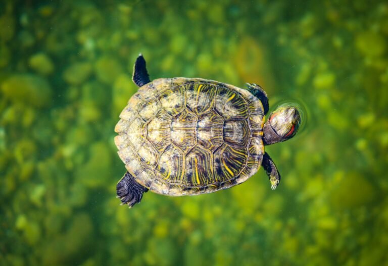 adam-hilles-s8eQ-MX_hRQ-unsplash