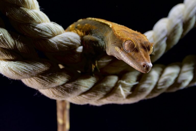 andrey-tikhonovskiy-BOa_Nqoxbjo-unsplash