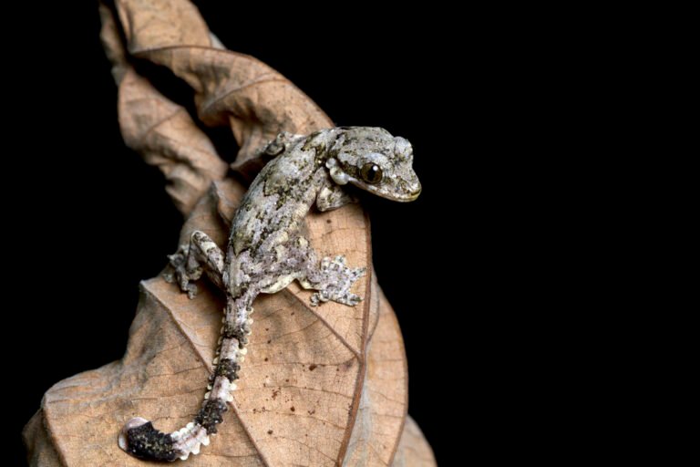 baby-flying-gecko-dry-leaves-flying-gecko-camouflage-dry-leaves-with-black-background