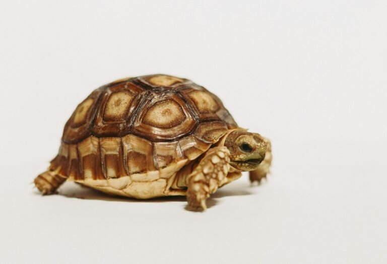 craig-pattenaude-o5LcQ9GkT6A-unsplash