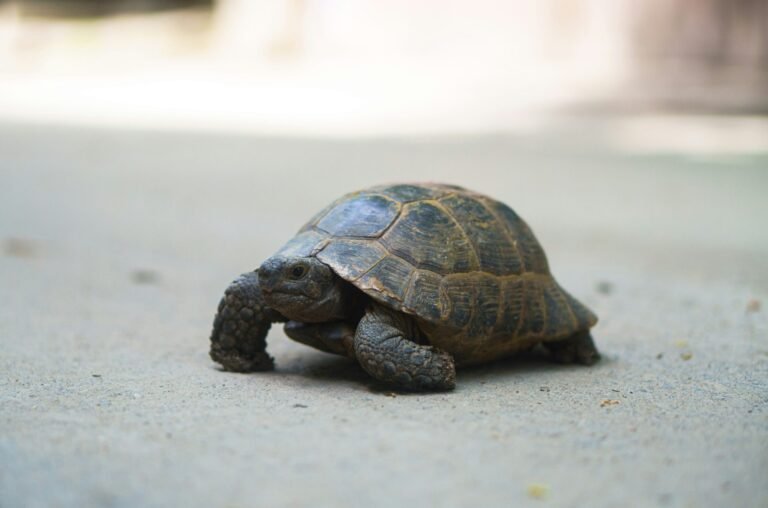 daniel-manas-XMG8fQieGsc-unsplash