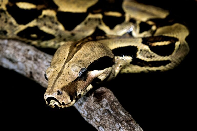 david-clode-RAfIk-ZKbPk-unsplash