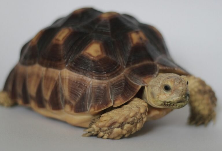 ihwal-hambali-1Jg-J7_pqiU-unsplash