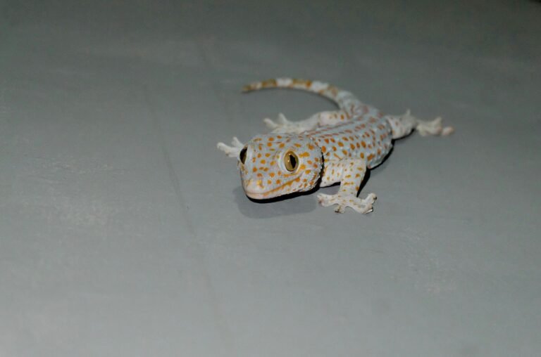 james-tiono-mzBEQXL_4Ak-unsplash