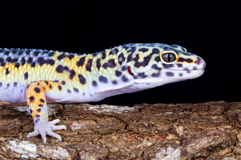 leaopard-gecko-closeup-wood (1)
