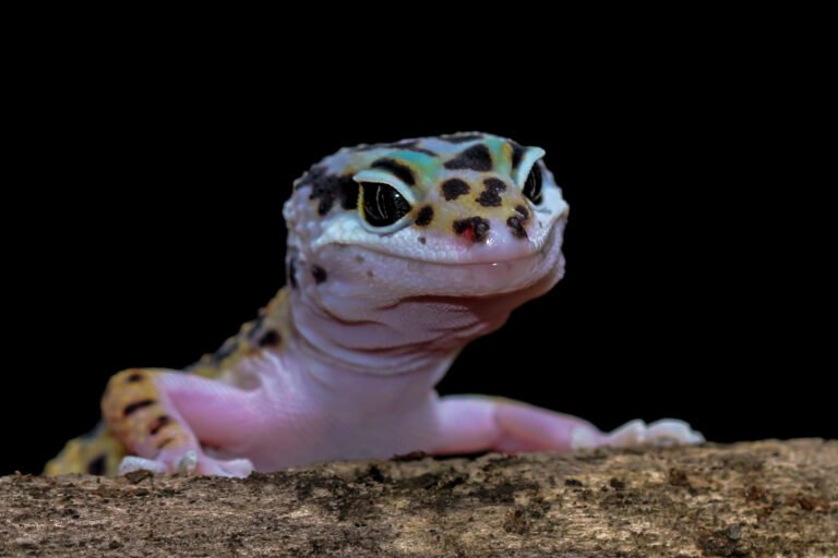 leaopard-gecko-closeup-wood