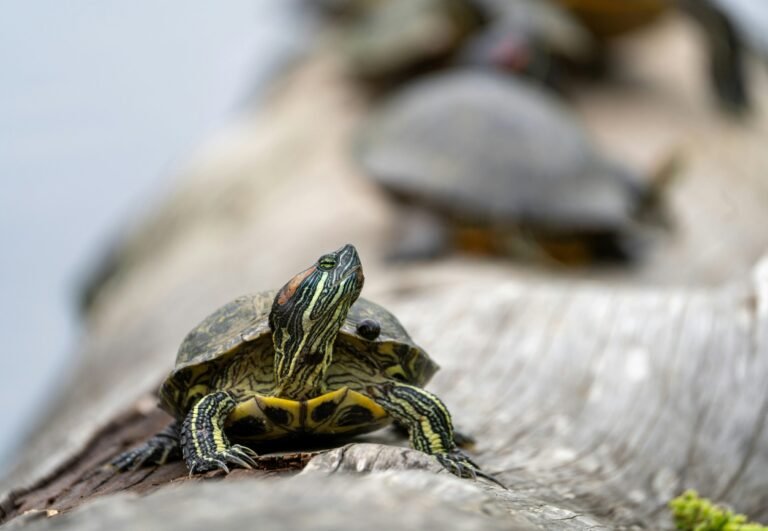 luke-scarpino-hOiEk9_SSz4-unsplash