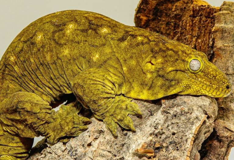 michael-chiara-OzvYZ0RFVxI-unsplash