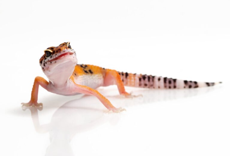 orange-gecko-lizard-white-background
