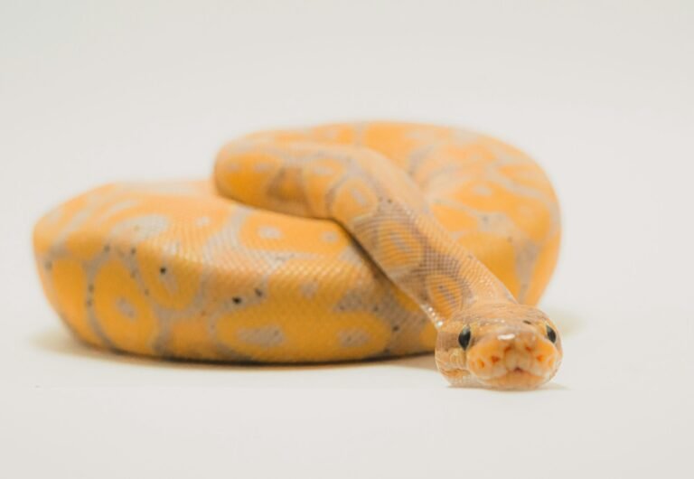 timothy-dykes-NzFA2VhY5gg-unsplash