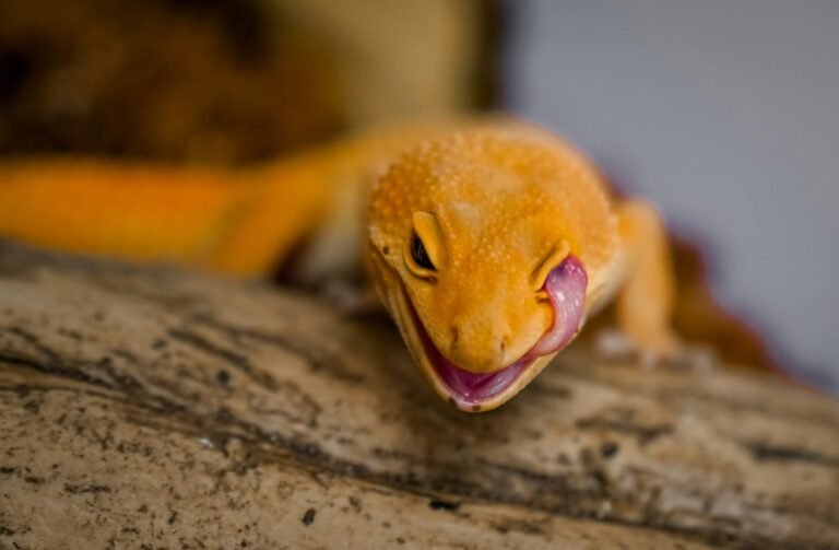 verdian-chua-CAVKZ_MOfDQ-unsplash