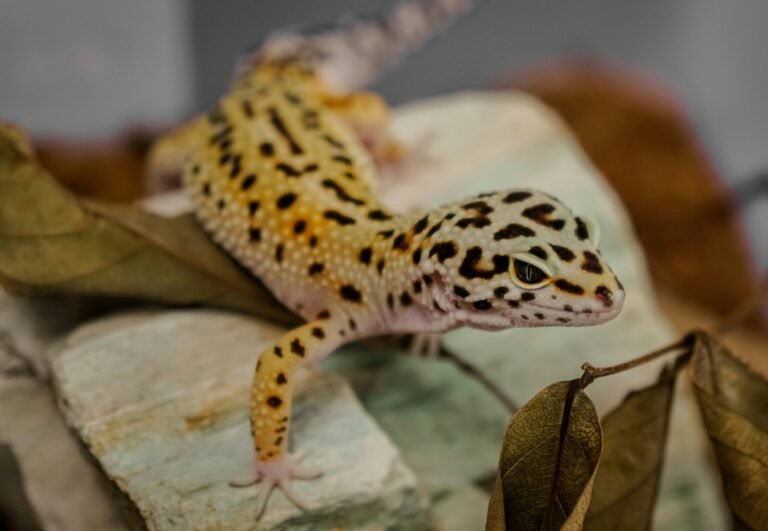 verdian-chua-xbQQviRJ1mI-unsplash