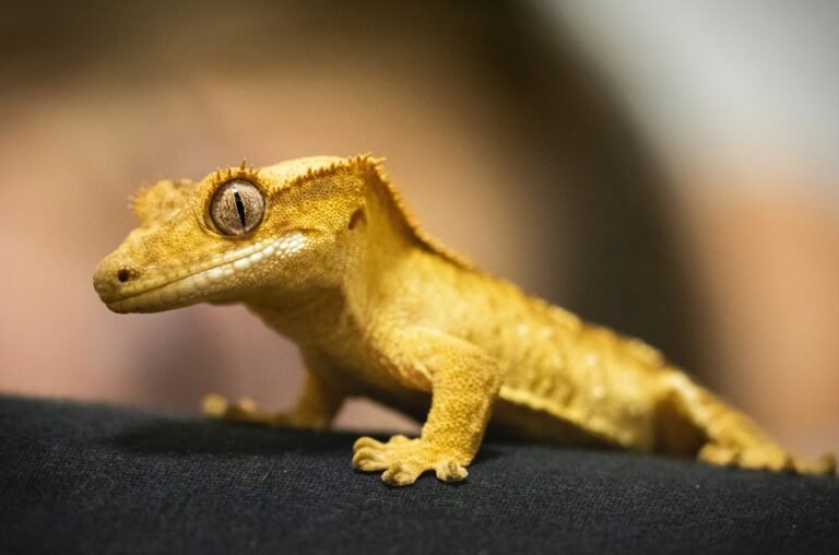 vitya-lapatey-KEXebHeylYI-unsplash