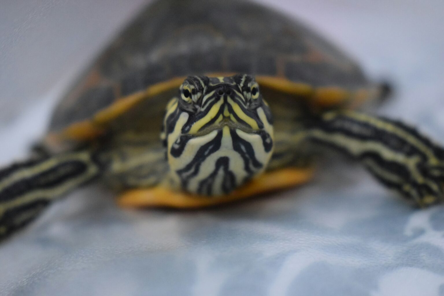 澤龜怎麼養?品種、環境、壽命全解析|澤龜飼養問題總整理