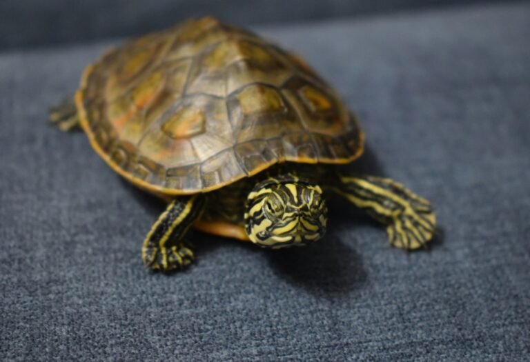 yisa-guo-Akjt2SkveMY-unsplash