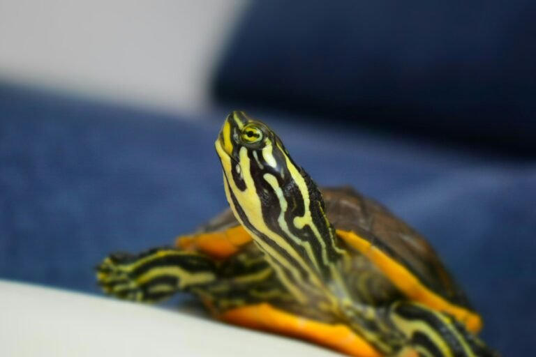 yisa-guo-EWQnOCPVEr8-unsplash