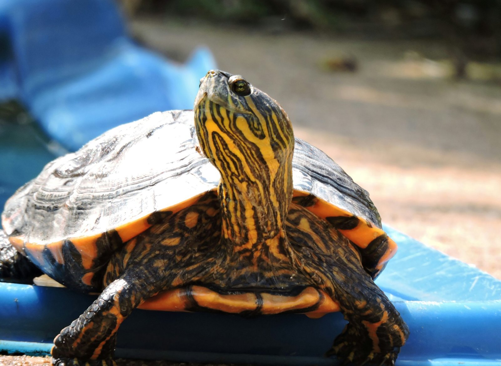 巴西龜會淹死嗎？可以離開水多久？揭秘水深、乾養的飼養迷思