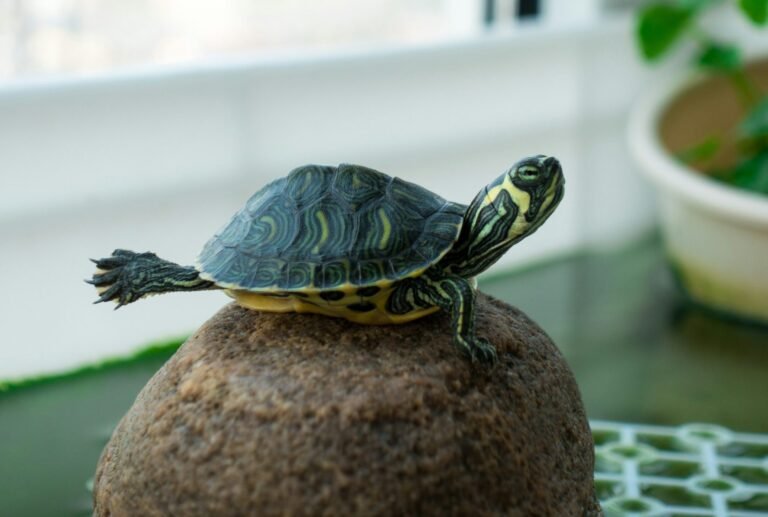 catcher-xuefeng-Qi7Vg92Dg8k-unsplash