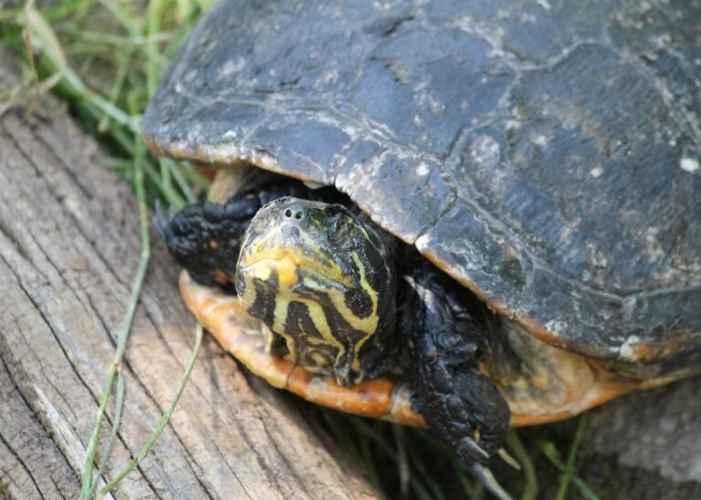 clarissa-watson-jYp5mxYHeZ0-unsplash