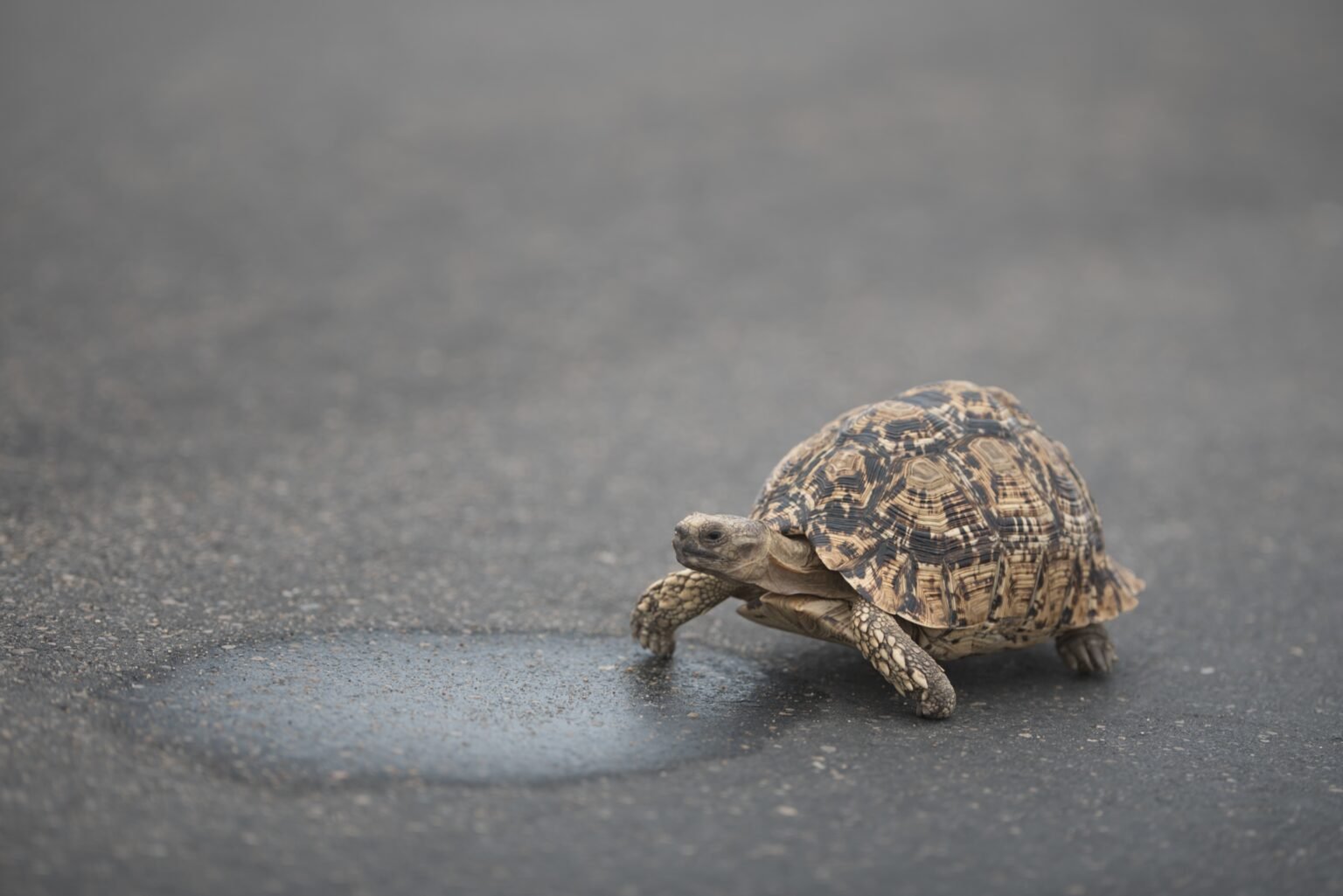 A cute turtle walking on the asphalt during daytime
