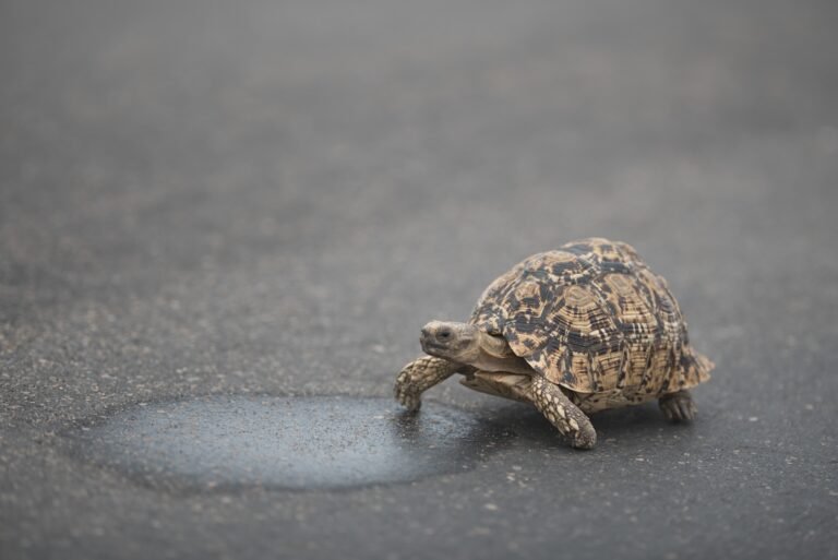 Cute turtle walking on the asphalt during daytime