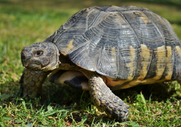 eirini-papadatou-jIDZcOoIg1o-unsplash