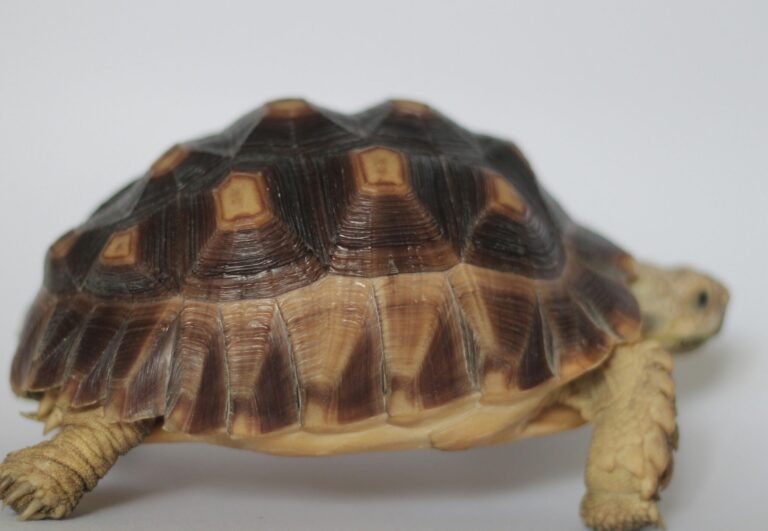 ihwal-hambali-vvnRtQfbvYc-unsplash