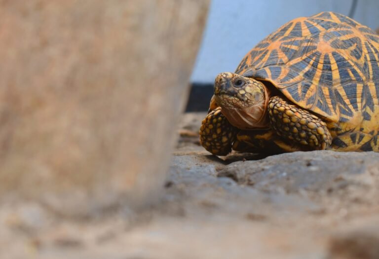 li-panidara-wkmjXZQSt3k-unsplash